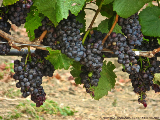 Napa Valley Travel Guide - Summer Wine Tasting