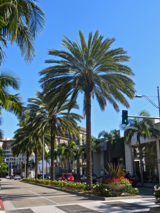 Travel Guide To Beverly Hills - Rodeo Drive