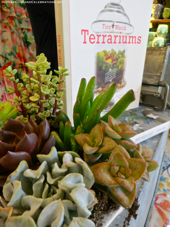 DIY Garden Tutorial How To Create A Terrarium with Succulents