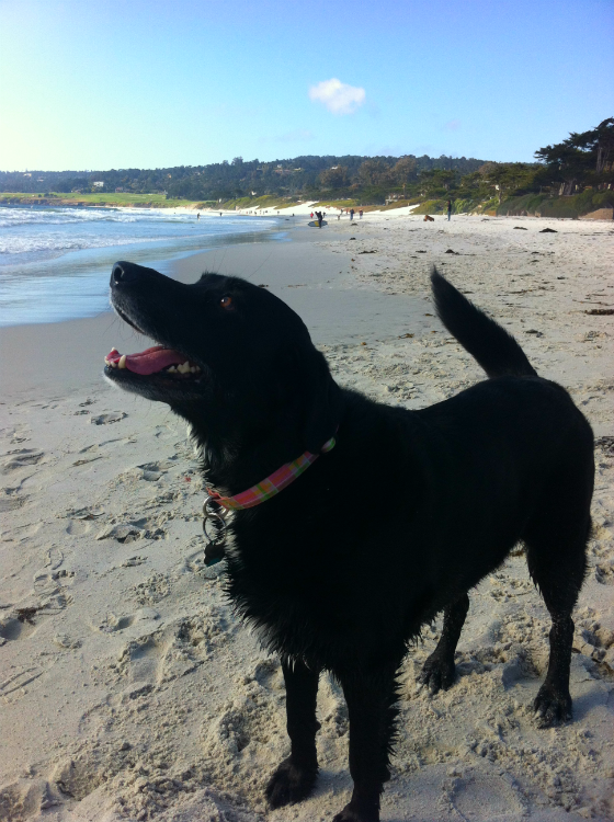 The Remission Mission for Melody - Animal Chemotherapy Fundraising Campaign