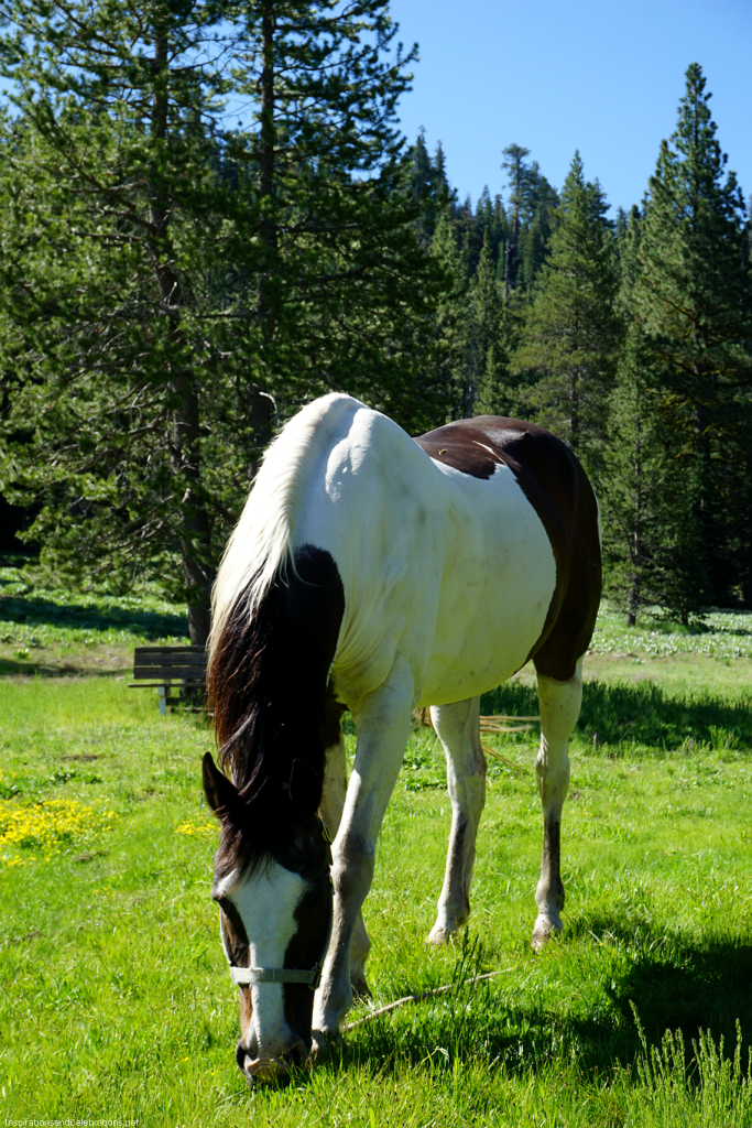 Lake Tahoe Travel Guide - Alpine Meadows Stables Horses