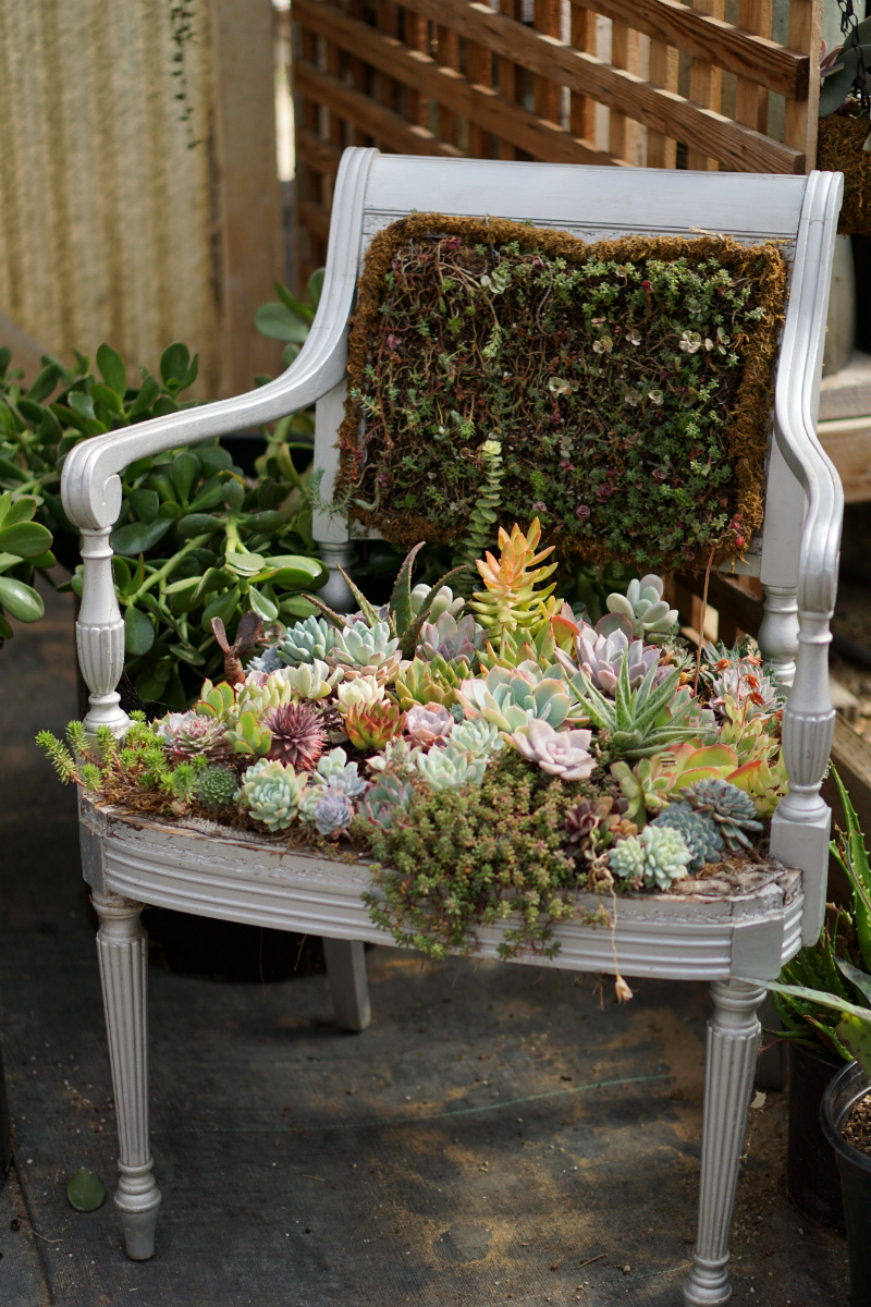 The Green Thumb's Guide to Gardening - How To Care for Succulents at Home