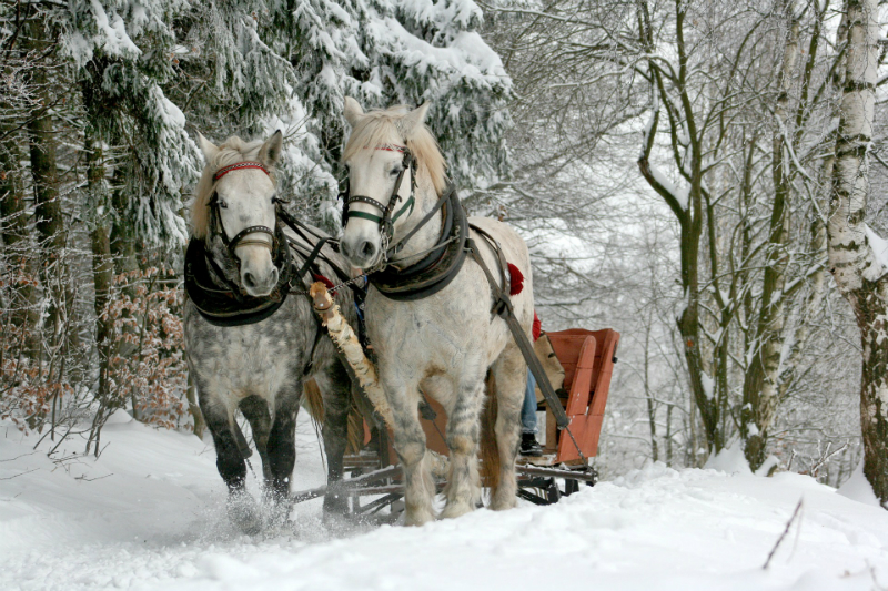 10 Festive Things To Do During The Holidays - Horse-Drawn Sleigh Ride
