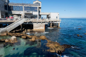 Monterey Peninsula Luxury Vacation Giveaway - Monterey Bay Aquarium