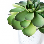 DIY Garden Tutorial: How To Create A Terrarium with Succulents