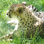 Safari-West-An-African-Adventure-in-Northern-California-Wine-Country-15