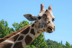 Safari West - An African Adventure in Northern California Wine Country