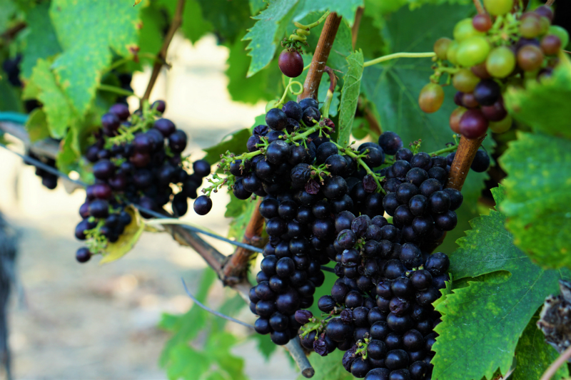 Yoga in the Vines Series - Folktale Vineyards and Winery Carmel California