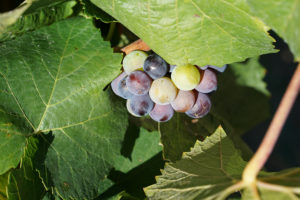 Celebrating Harvest Season at the Carmel Valley Wine Experience Grand Tasting at Carmel Valley Ranch