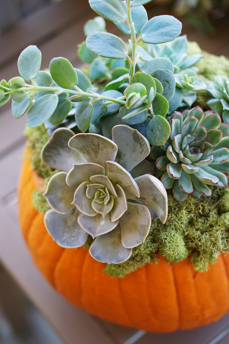 DIY Home Decor Tutorial - How To Make a Pumpkin Succulent Centerpiece