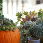 DIY Home Decor Tutorial: Pumpkin Succulent Centerpiece