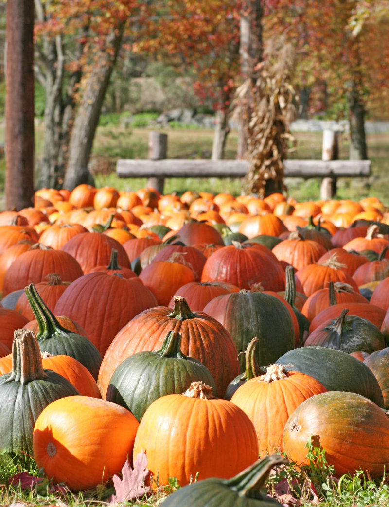 Inspired By The Season - Fun Ways To Enjoy The Best Things About Fall - Pumpkin Patch