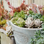 The Green Thumb's Guide to Gardening: How To Care for Succulents at Home