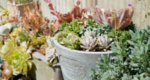The Green Thumb's Guide to Gardening: How To Care for Succulents at Home