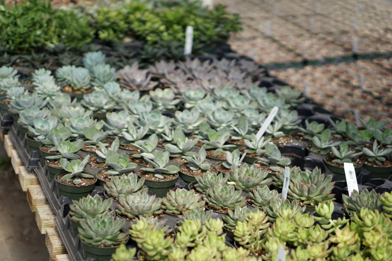 The Green Thumb's Guide to Gardening: How To Care for Succulents at Home