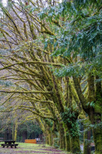 An Inspiring Northern California Road Trip Adventure - Humboldt Redwoods State Park