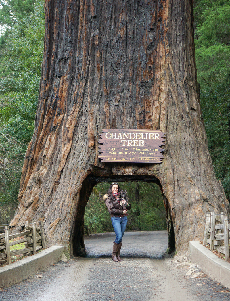 An Inspiring Northern California Road Trip Adventure - Drive-Thru Chandelier Tree