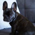 Puppy Love - Tips and Tricks for New Puppy Parents Puppy-Love-Tips-and-Tricks-for-New-Puppy-Parents-2