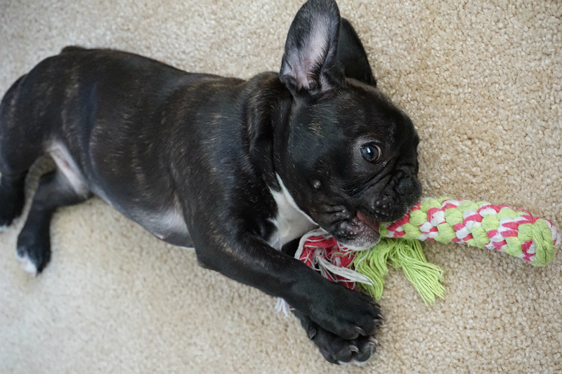 Puppy Love - Tips and Tricks for New Puppy Parents - Toys