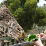 Fun Mother's Day Activities That Moms Would Love To Do - Feeding Animals at The Zoo