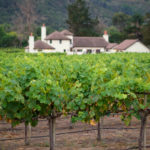 Fun Mother's Day Activities That Moms Would Love To Do - Wine Tasting at a Vineyard