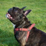 Wellesley The Frenchie Loves Wellness CORE