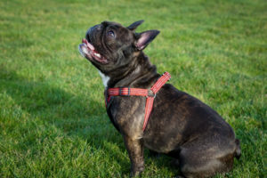 Why Wellesley The Frenchie Loves Wellness CORE Natural Dog Food