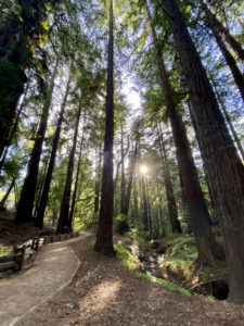 The Art of Forest Bathing - How Nature Can Help Us Find Health and Happiness