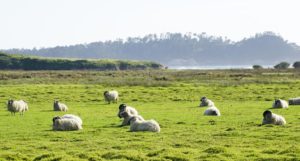 5 Ways to Celebrate the Spring Equinox at Home