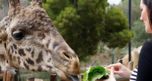 Celebrate Earth Day by Supporting These Organizations That Help Animals & Wildlife