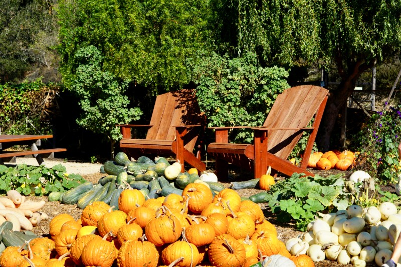 10 Fun Ways To Celebrate Autumn - Things To Do During Fall