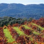 Travel Guide to Sonoma Valley: Be Inspired to Celebrate The Magic of The Holidays in California's Wine Country
