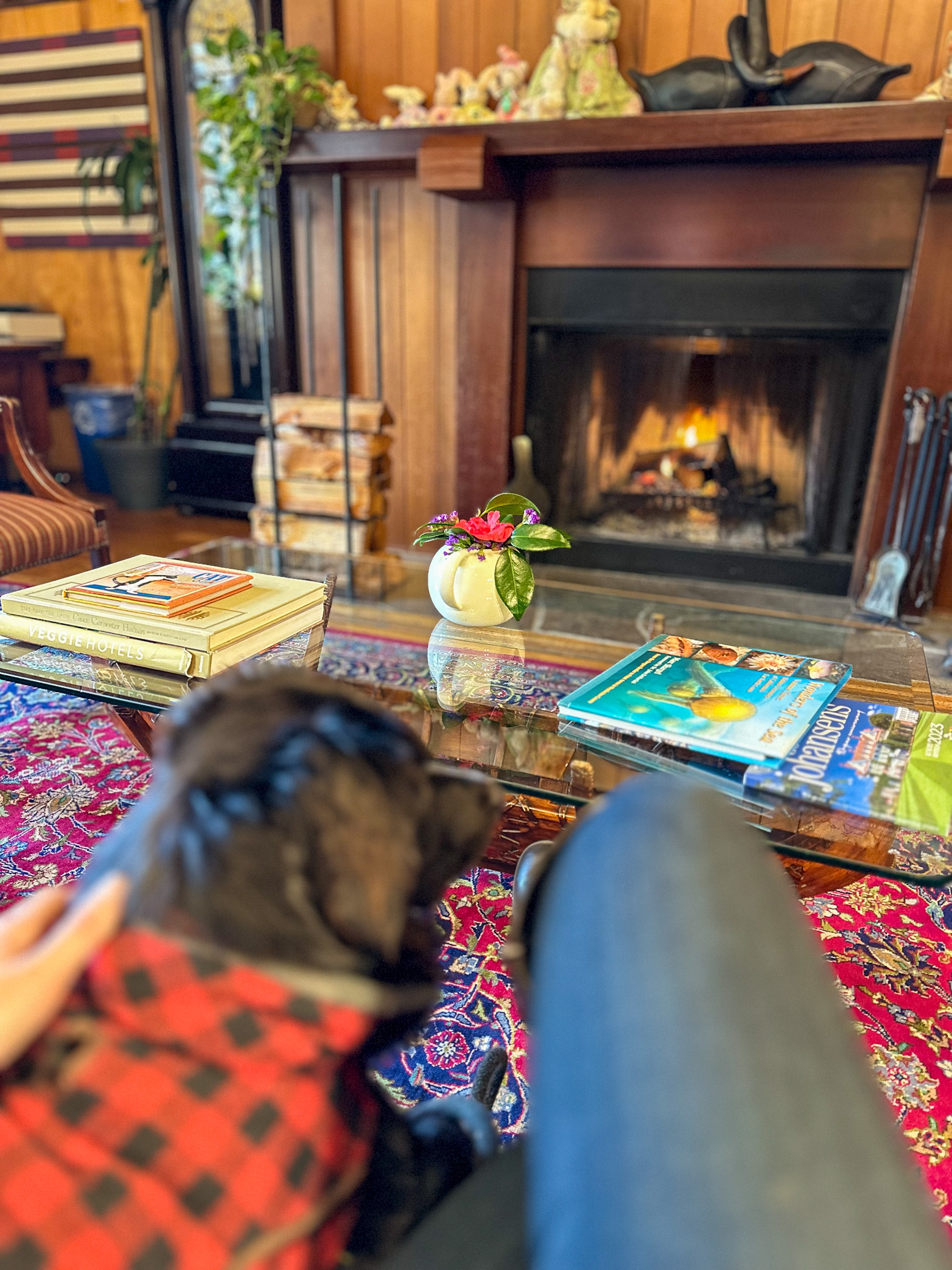 The Ultimate Dog Friendly Travel Guide to Mendocino California