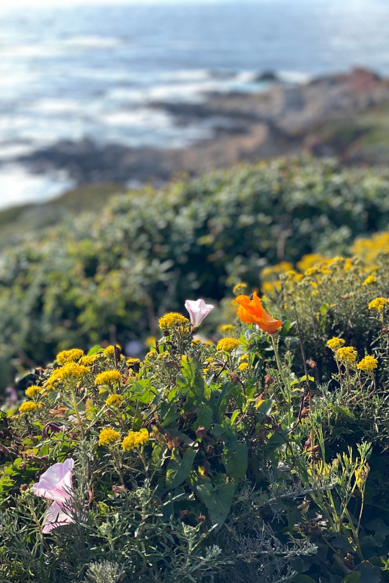 Fun Activities To Do on The Monterey Peninsula in Spring