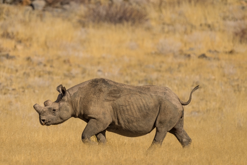 The Most Anticipated New 5-Star Luxury Hotels & Resorts Opening in 2026 - Image credit Hoanib Elephant Camp