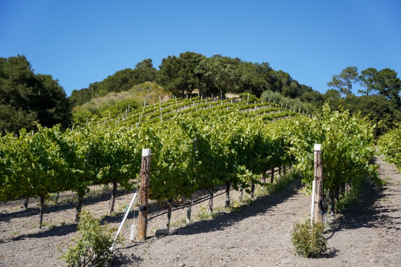 Dawn's Dream Winery Hosts Its First Summer Solstice Farm-to-Table Dinner in Carmel Valley - Hilltop Ranch - Image credit Christina-Lauren Pollack