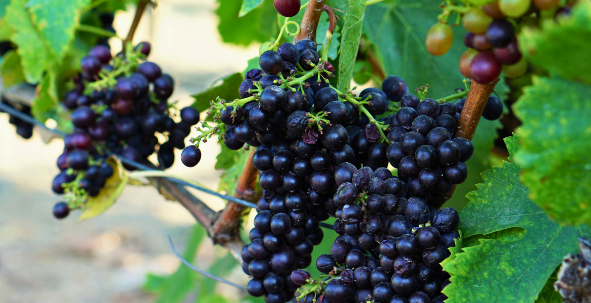 Upscale Fall 2026 Events Every Culinary and Wine Traveler Should Have on Their Radar - Image credit Christina-Lauren Pollack