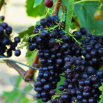 Upscale Fall 2026 Events Every Culinary and Wine Traveler Should Have on Their Radar - Image credit Christina-Lauren Pollack