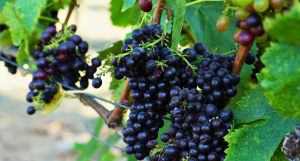 Upscale Fall 2026 Events Every Culinary and Wine Traveler Should Have on Their Radar - Image credit Christina-Lauren Pollack