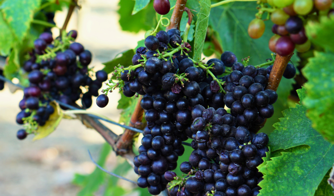 Upscale Fall 2026 Events Every Culinary and Wine Traveler Should Have on Their Radar - Image credit Christina-Lauren Pollack