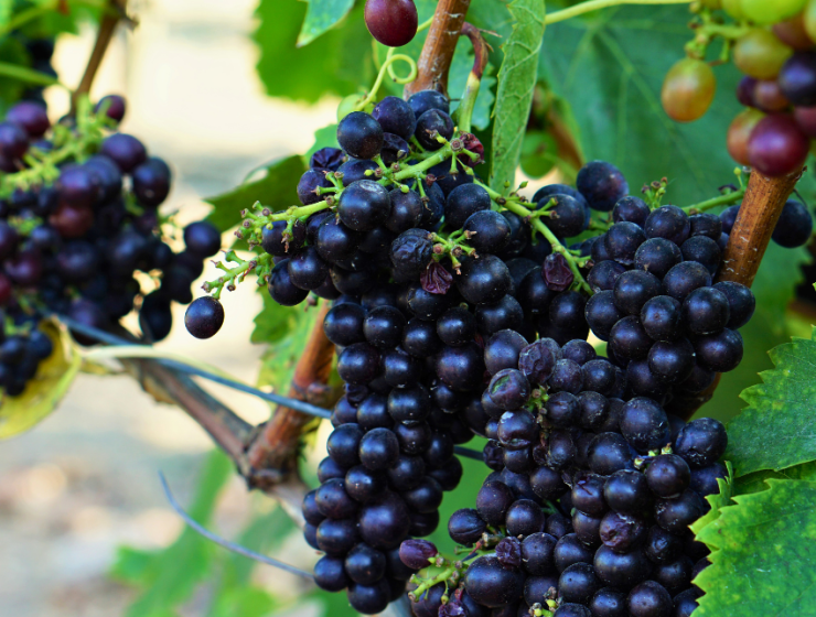 Upscale Fall 2026 Events Every Culinary and Wine Traveler Should Have on Their Radar - Image credit Christina-Lauren Pollack