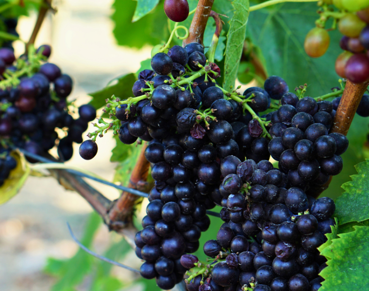 Upscale Fall 2026 Events Every Culinary and Wine Traveler Should Have on Their Radar - Image credit Christina-Lauren Pollack